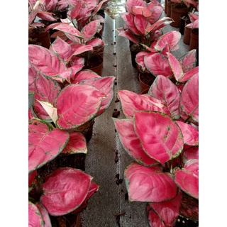 ต้นอโกลนีมา ซุปเปอร์เรด Aglaonema Super Red