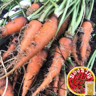 50 pcs Biji benih lobak merah carrot seed benih sayur veggie seed plants seed苹果/向日葵/芹菜/儿童/种子/鲜花/seeds/母婴/上衣/帽子/ DI7I