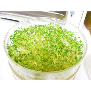 เมล็ด เมล็ดอัลฟาฟ่า - Verna Alfalfa Seeds