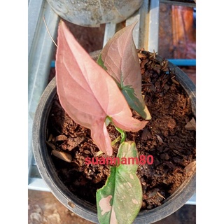 เงินไหลมาด่าง ชมพู Pink Syngonium