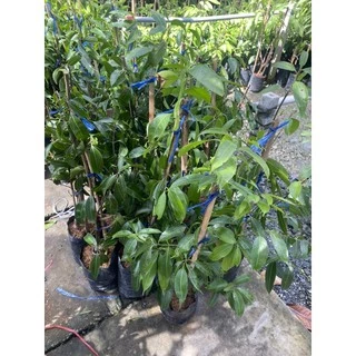 ต้นมะยงชิดทูลเกล้า กิ่งทาบ ขนาด60-80cm เป็นกิ่งทาบโตเร็วออกลูกไวรับประกันสายพันธุ์แท้