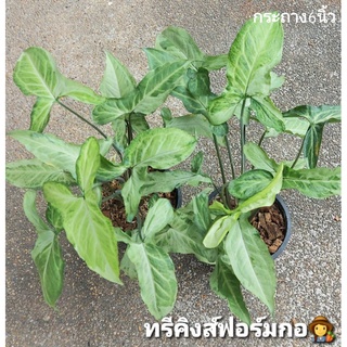 ทรีคิงส์ ต้นเงินไหลมา ทรีคิงส์ (ฟอร์มกอแน่นๆ กระถาง 6" ) : Syngonium Three King พร้อมส่ง ไม้มงคล ไม้ฟอกอากาศ ไม้โชคลาภ