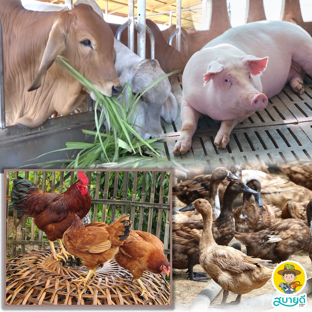 แอลวาลีน L-Valine 500 กรัม อะมิโนแอซิต ลด FCR เนื้อแน่น โตไว เร่งไซส์ กระตุ้นฮอร์โมนสร้างกล้ามเนื้อ สบายดีซัพพลายแอนด์โค - รูปที่ 5