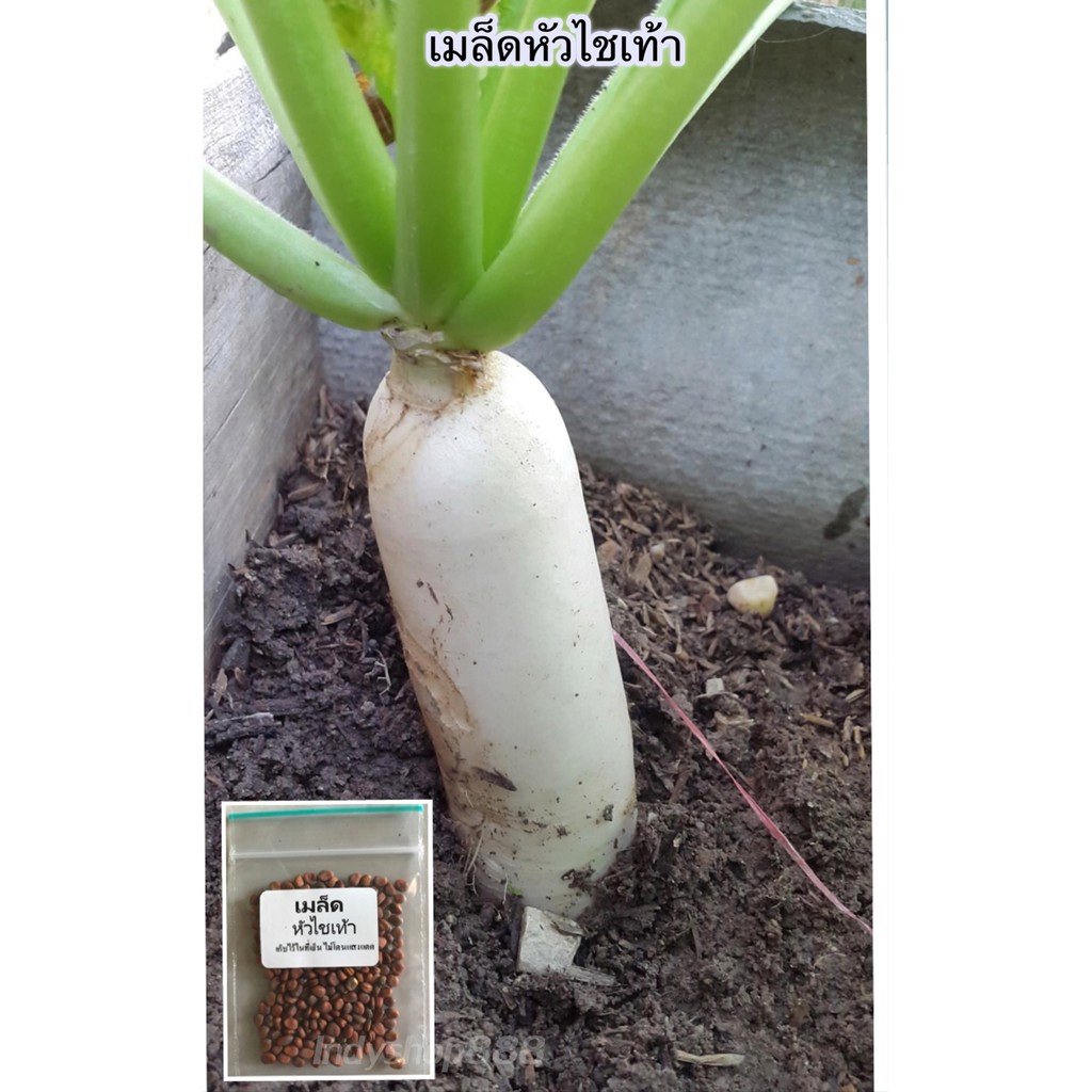 เมล็ดพันธุ์ หัวไชเท้า  90-200 เมล็ด ปลูกง่าย โตเร็ว[ 10 เเถม 1 คละได้  ]