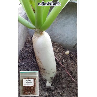 เมล็ดหัวไชเท้า  100 เมล็ด [ 10 เเถม 1 คละได้  ]