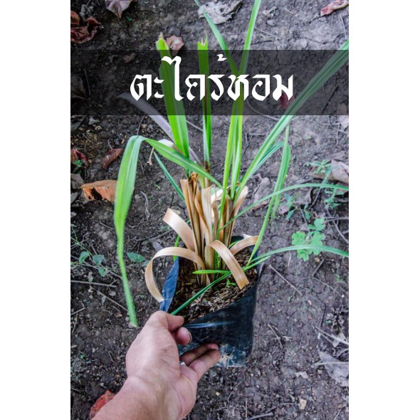 ตะไคร้หอม ไล่ยุง กัดยุง ปลูกง่ายมาก