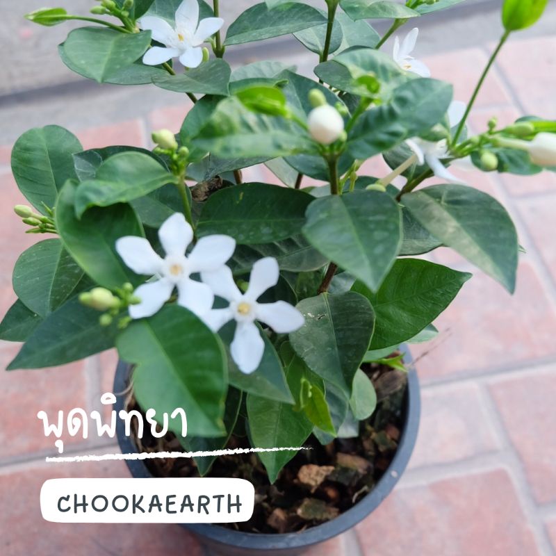 *พุดพิทยา กระถาง 5.5 นิ้ว ส่งแบบในรูป (จัดส่ง1-2วัน)