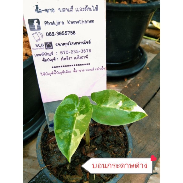 My Image 27