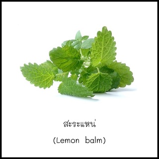 เมล็ดสะระแหน่ (Lemon balm) 50 เมล็ด [10 แถม 1 คละได้]