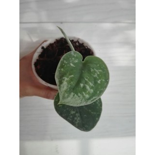 scindapsus silver ann พลูหัวใจแนบ