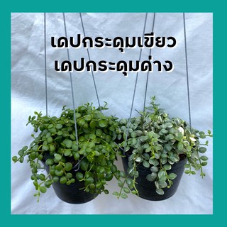 เดปกระดุมเขียว เดปกระดุมด่าง Dischidia Nummularia พร้อมกระถาง4นิ้ว มีลวดแขวน