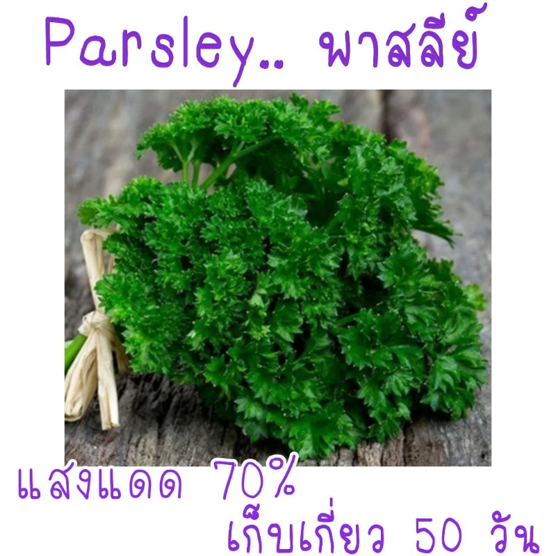 50 เมล็ด เมล็ดพันธุ์ นำเข้า พาร์สลีย์ (Parsley)
