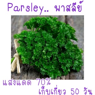 50 เมล็ด เมล็ด​พันธุ์​ นำเข้า​ พาร์สลีย์​ (Parsley)​