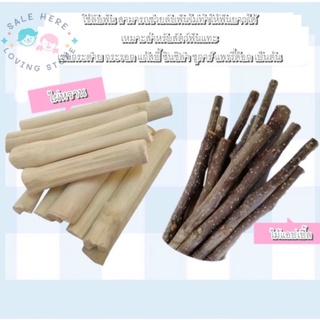 พร้อมส่ง ไม้แอปเปิ้ล Apple sticks ไผ่หวาน ไม้ไผ่หวาน ไม้ลับฟัน สำหรับสัตว์เลี้ยงฟันแทะ,กระต่าย,ชูก้า,แฮมเตอร์