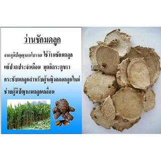 ว่านชักมดลูก แห้ง ว่านแห่งสมุนไพร 100 สรรพคุณ (Curcuma Herbs) 1000 กรัม