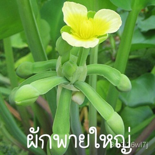 อินทรีย์ ต้น ดอก/ผักพายใหญ่ถูกที่สุด15บ.เมล็ดพันธุ์ผักพายใหญ่500 เมล็ดงอกดีทานอร่อยปลูกครั้งเดียวอยู่ได้หลายปี SRKL