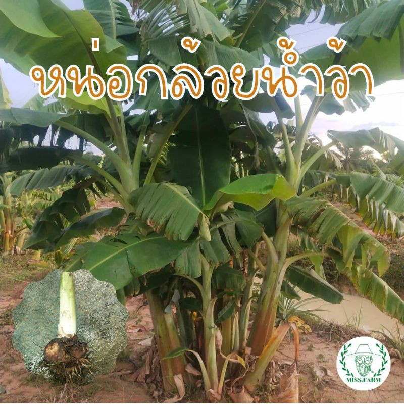 หน่อกล้วยน้ำว้าพันธุ์มะลิอ่อง ต้นสวยให้ผลผลิตสูง ราคาสูดคุ้ม (สั่งขั้นต่ำ5หน่อ) ราคา ถูกที่สุด ดีลบีเคเค
