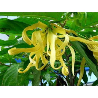 [CHEMIPAN] น้ำหอม กลิ่นเกสรกระดังงา (Ylang-Ylang Pollen Fragrance) 100g.