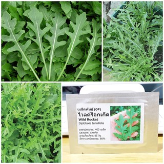 เมล็ดพันธุ์ ไวลด์ร็อกเก็ต (Wild Rocket Seed) บรรจุ 400 เมล็ด คุณภาพดี ราคาถูก ของแท้ 100%