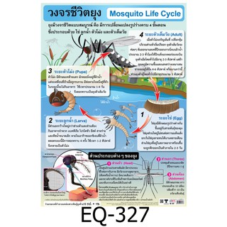 วงจรชีวิตยุง EQ-327 สื่อโปสเตอร์ภาพ กระดาษ หุ้มพลาสติก