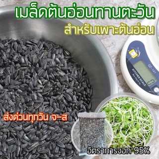 เมล็ดต้นอ่อนทานตะวัน สำหรับเพาะต้นอ่อน พันธุ์เมล็ดลายไทย อัตราการงอกสูง สำหรับเพาะปลูกในครัวเรือน