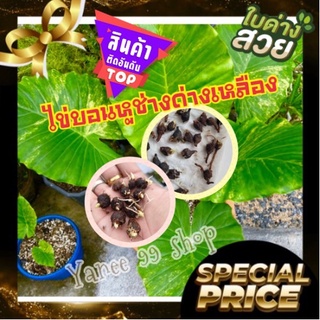 💥สินค้าขายดี💥 ไข่บอนหูช้างด่างเหลือง (2ไข่/แพ็ค) ไข่จากแม่ด่างแท้ 100 %  ฟองใหญ่ แทงหน่อแล้ว  ไม้ด่างหายาก ไม้สะสม