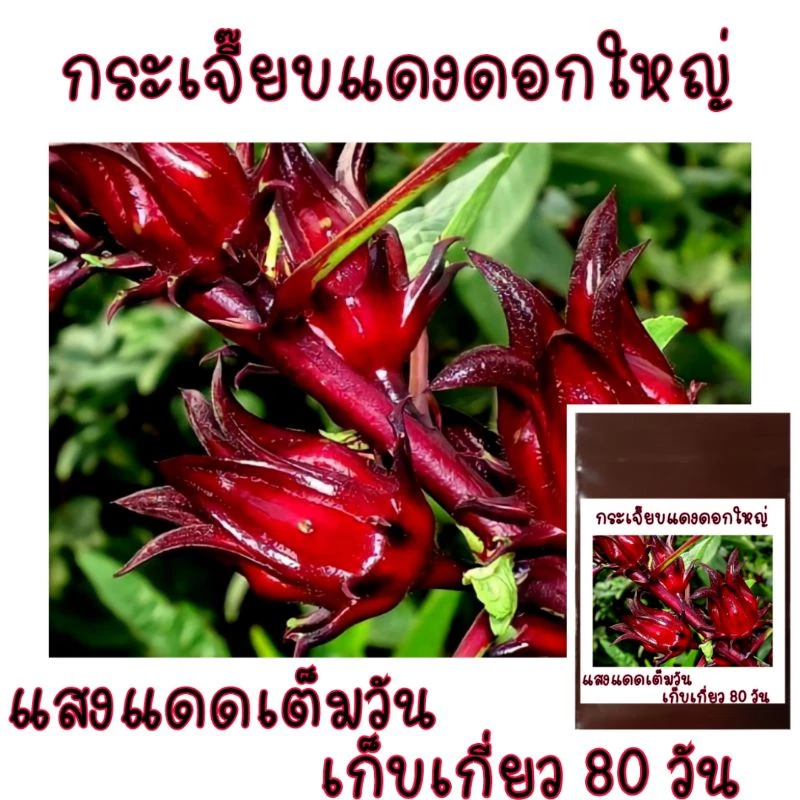 50 เมล็ด กระเจี๊ยบแดง ดอกใหญ่