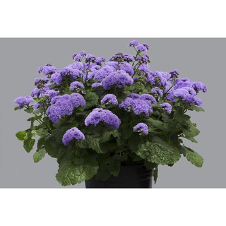 AGA SHOP เมล็ดพันธุ์ อะเจอราตุ้ม ( Ageratum)  บลูแพลนเนทและอโลฮา 100 เมล็ด