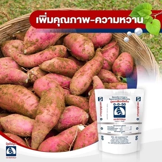 ปุ๋ยเกล็ดทางใบ คุณภาพสูง💥 สูตร 0-0-50 ตราเรือใบไข่มุก (1 กก.) 💥สำหรับสะสมอาหาร ขยายผล เร่งสี เร่งหวาน เร่งน้ำหนัก เพิ่