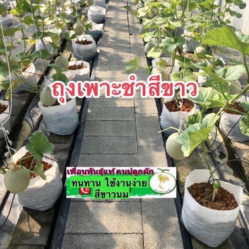 ถุงเพาะชำเมล่อน 8*16(ใบ)สีขาวนมสีขาวนมเจาะรู/ไม่เจาะรู ซื้อ10เหลือใบละ2บาท