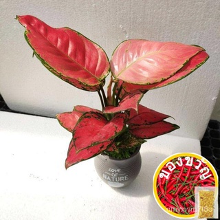 มาเลเซียพร้อมสต็อกที่มีคุณภาพดี Caladium เมล็ดเอเวอร์กรีน Ful เผือกใบมีความสวยงามในและมีหลายสายพันธุ์ S RDUS