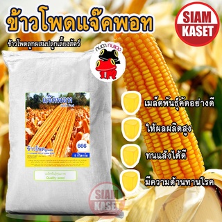 ข้าวโพดข้าวไร่ลูกผสมแจ๊คพอทข้าวโพดเลี้ยงสัตว์ เมล็ดพันธุ์ตรากบดำกบแดง ขนาด 5 กิโลกรัม