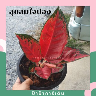 ต้นสุขสมใจปอง ตระกูลอโกลนีมา ในกระถางพร้อมตั้ง