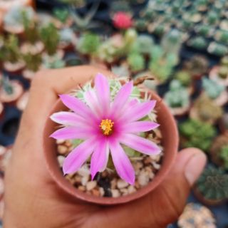 Mammillaria Schumannii 
แมมมิลลาเรีย ชูแมนนิไอ