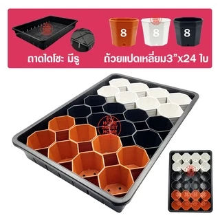 *ส่งไว* ถาดไดโซะ เซ็ทถาดไดโซะ พร้อมกระถาง (2นิ้ว/3นิ้ว) (สี่เหลี่ยม/แปดเหลี่ยม) ถาดไดโซะมีรู ถาดเพาะต้นกล้า ถาดเพาะ