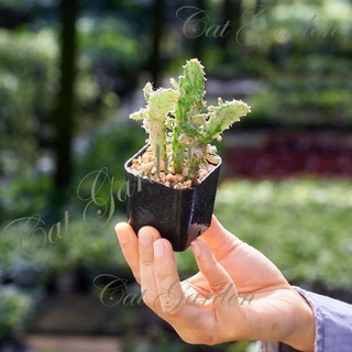 โอพันเทียด่างOpuntia monacantha “Variegata