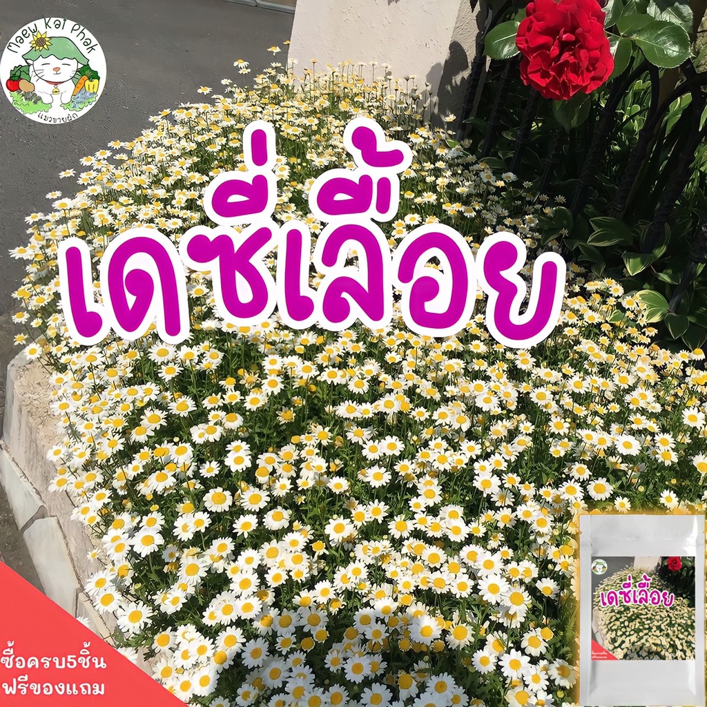 เลือกใช้ เมล็ดพันธุ์ ดอกครีพปิ้งเดซี่ เดซี่เลื้อย 200 เมล็ด Creeping ...