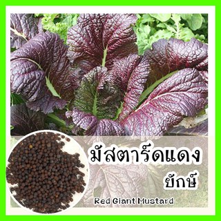 พร้อมส่ง ❗ รหัส 098 เมล็ดพันธุ์ OP แท้  มัสตาร์ดแดงยักษ์ - Red Giant Mustard เมล็ดผัก เมล็ดพันธุ์ผัก เมล็ดดอกไม้