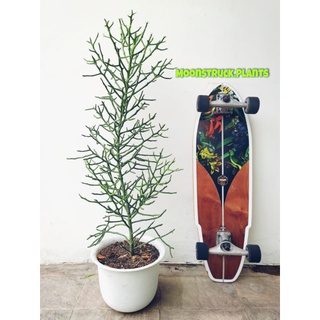 🟢 พญาไร้ใบเขากวาง​ 🦌 Euphorbia​ Tirucalli Cristata 🟢 ยูโฟเบีย ทิรูคาลลิ คริสตาต้า​ เขากวาง