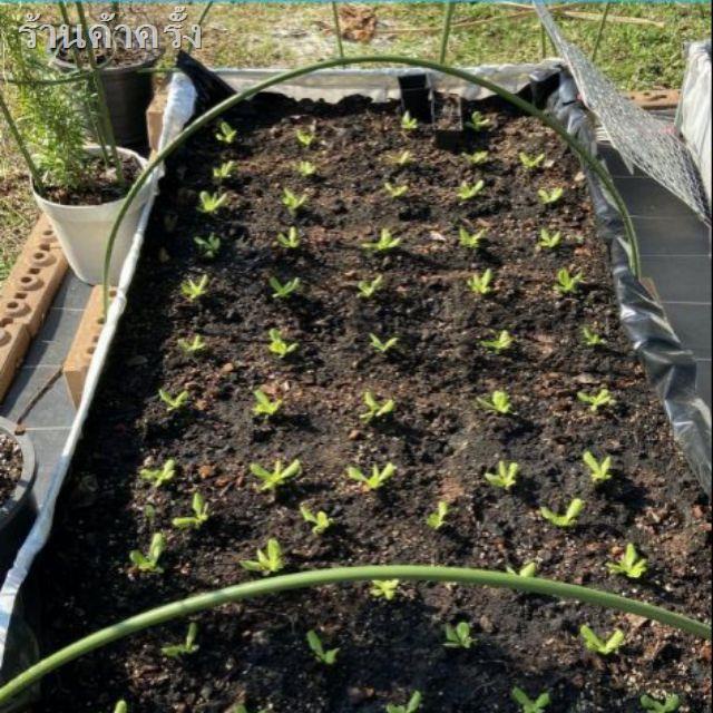 สวน50%✚รุ่นหนา กระบะปลูกผัก พร้อมโครงPVC SCG+ข้อต่อ (60x200x30 cm) SAMURAI ตรา ซามูไร