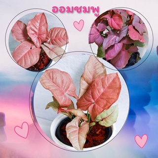 ออมชมพูในกระถาง4นิ้ว Syngonium Pinkสีชมพูสวยไปค่ะราคาน่ารัก🌸