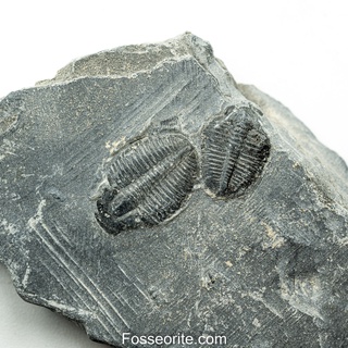 [อายุกว่า 505 ล้านปี!!!] #225 ฟอสซิล ไทรโลไบต์ Elrathia Kingi Trilobite ของแท้ ขนาดเล็ก บน Matrix จาก USA