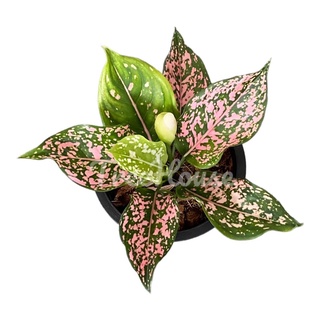 รับเงินรับทอง ต้นรับเงินรับทอง 5-6 ใบ กระถาง 6 นิ้ว (Aglaonema Pink Dalmation) Pot”6