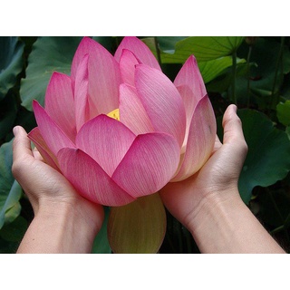 7 เมล็ด เมล็ดบัว สีชมพู ดอกใหญ่ สายพันธุ์เมล็ดบัว ดอกบัว Lotus seeds.