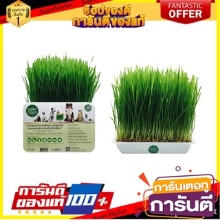 🔥ยอดฮิต!! SMART GRASS (Organic) ชุดปลูกข้าวสาลีอ่อน ปลอดสารพิษ 350 กรัม 🚚พร้อมส่ง!! 💨