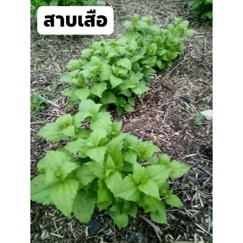 รายการ 105+ ภาพ ใบสาบเสือแก้ผมหงอก ความละเอียด 2k, 4k