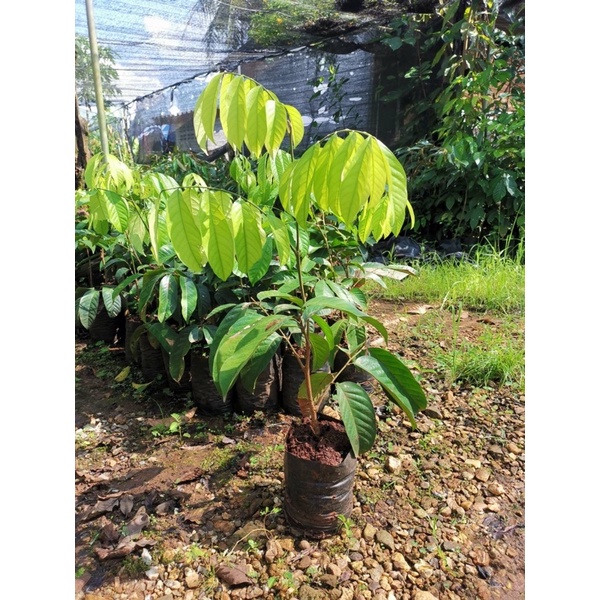 ต้นลองกองตันหยงมัส 💯เสียบยอด 40 cm++ถุงใหญ่ Longkong