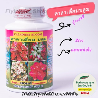 ปุ๋ยบอนสี คาลาเดียม บลูมแตกหน่อไวใบสวย สมบูรณ์ 2ขวด70บาท