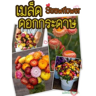 เมล็ดพันธุ์ ดอกกระดาษ คละสี 50เมล็ด Mixed Strawflower Seed เมล็ดพันธุ์แท้นำเข้าจากต่างประเทศ