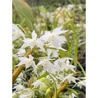 เอื้องดอกมะเขือเผือก Dendrobium hercoglossum alba ดอกดกมาก ติดดอก กระถางใหญ่